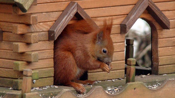 Ein Eichhörnchen sitzt mitten im Vogelfutterhaus © NDR Foto: Michael Zeeck aus Schwerin