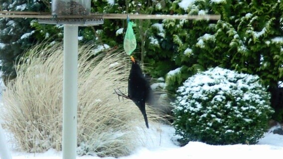 Amsel im Steilflug am Meisenknödel. © NDR Foto: Burkhard Schulz aus Wismar