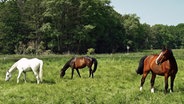 Pferde auf einer Koppel nahe Wismar © NDR Foto: Helmut Kuzina aus Wismar