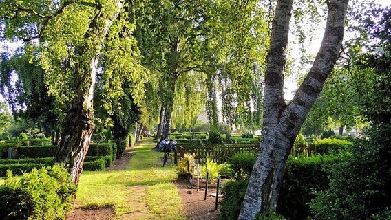 Eine Birkenallee auf dem Friedhof in Kirchdorf © NDR Foto: Horst Laatz aus Kirchdorf