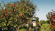 Apfelbaum mit reifen, roten Äpfeln in einem Garten © NDR Foto: Helmut Kuzina aus Wismar
