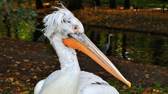 ein Pelikan im Schweriner Zoo © NDR Foto: Anja Kipp aus Schwerin