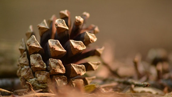 Ein Tannenzapfen auf dem Waldboden © NDR Foto: Jakob Manzei aus Schwerin