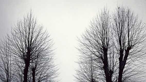 Kahle Kronen von Kopfweiden vor tristem Himmel © NDR Foto: Arnold Prosch aus Schwerin