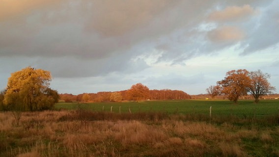 Feld in Herbstfarben © NDR Foto: Hubertus Nicklich aus Schwerin