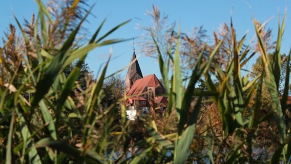 Kirchturm gesehen durch Schilf © NDR Foto: Klaus Deußing aus Roggendorf