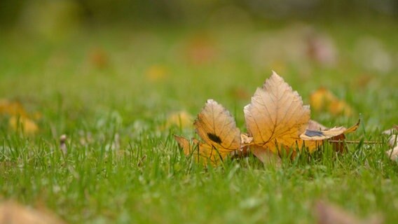 Blatt liegt auf dem Gras. © NDR Foto: Jakob Manzei aus Schwerin