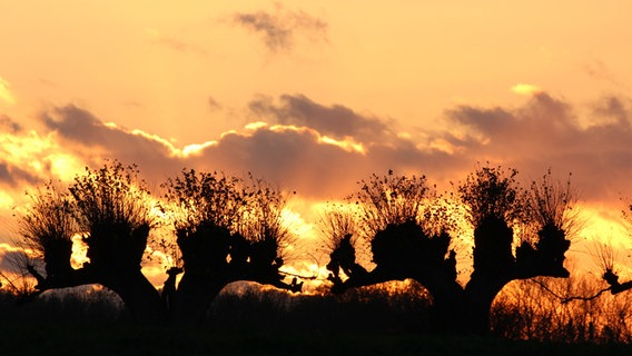 Bäume vor einem leicht orangen Wolkenhimmel bei Sonnenuntergang. © NDR Foto: Uwe Ostrowitzki aus Schwerin