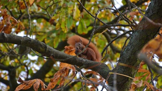 Eichhörnchen sitzt im Baum und nagt an einer Nuss © NDR Foto: Torsten Pottel aus Bützow