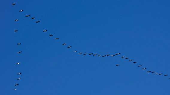 Kraniche fliegen in einer Formation am dunkelblauen Himmel © NDR Foto: Robert Auer aus Schwerin