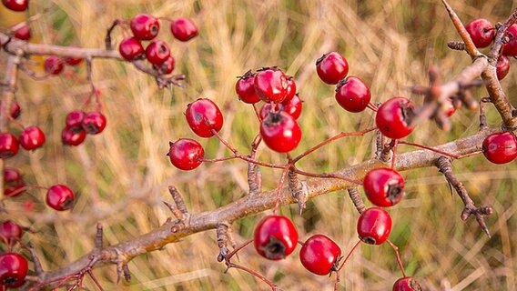 Rote Vogelbeeren an einem Busch © NDR Foto: Manfred Seibke aus Drof Ganzow