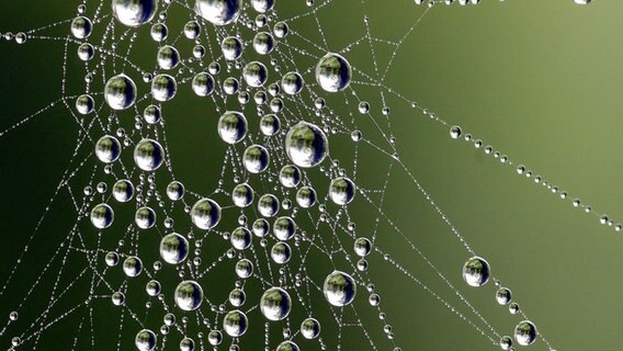Spinnennetz mit dicken Regentropfen © NDR Foto: Dr. Herbert Dammenhayn aus Vellahn