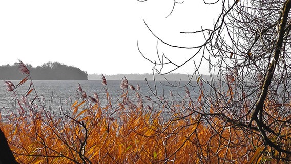 Sicht durch rot-braunes Schilf auf den Schweriner See. © NDR Foto: Klaus Lorenz aus Bad Kleinen