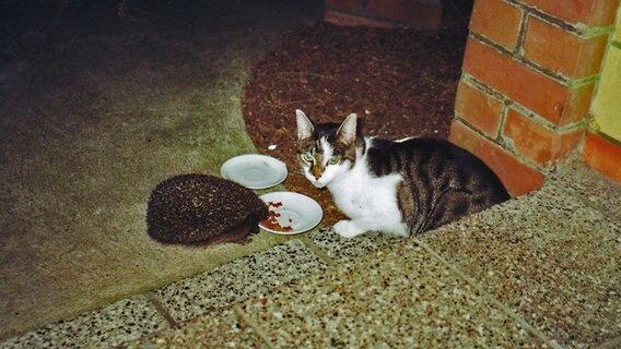 Igel und Katze fressen von einem Teller. © NDR Foto: Reinlinde Evert aus Zapel