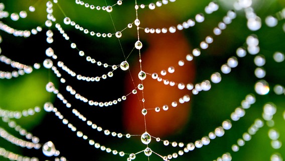 Regentropfen auf einem Spinnennetz © NDR Foto: Tilo Röpcke aus Neu Zachun