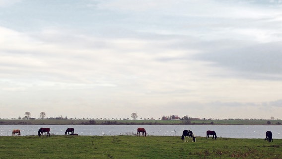 Pferde stehen auf einer Wiese am Wasser. © NDR Foto: Helmut Kuzina aus Wismar