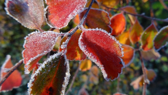 Ein Blatt ist bereift. © NDR Foto: Werner Kehl aus Brüsewitz