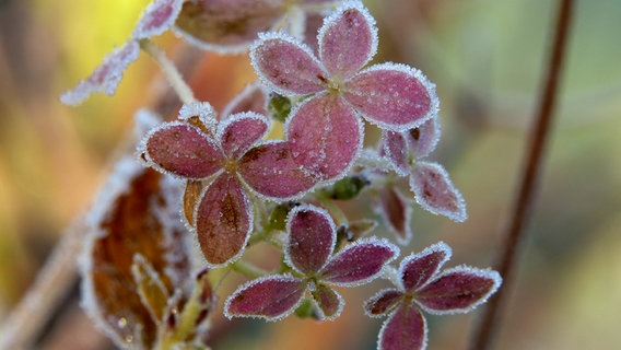 Ein Blatt ist bereift. © NDR Foto: Thomas Kuhk aus Hoort