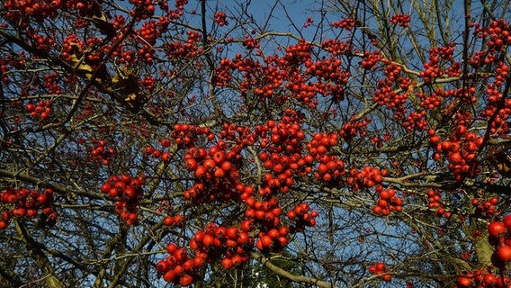 Rote Beeren hängen an einem Baum. © NDR Foto: Helmut Kuzina aus Wismar