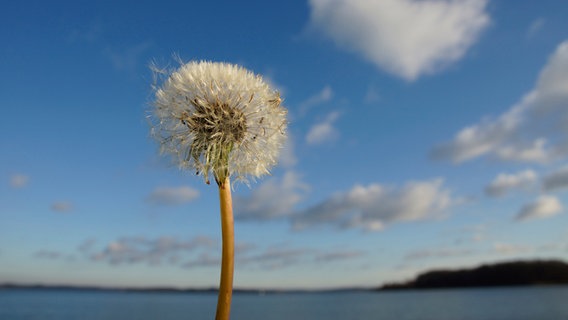 Eine Pusteblume im Winter © NDR Foto: Robert Auer aus Schwerin