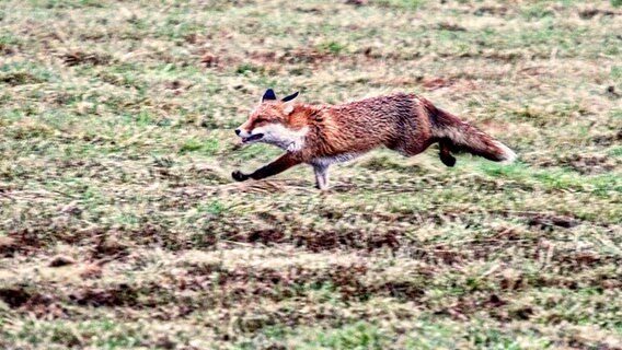 Ein Fuchs flitzt im Galopp über ein Feld © NDR Foto: Uwe Meyer aus Lübtheen