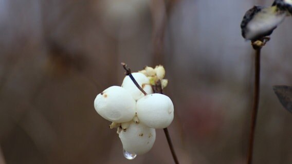 Früchte des gemeinen Schneeballs © NDR Foto: Kurt Rux aus Sternberg