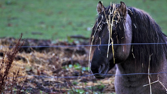 Ein dunkles Pferd hat Stroh in seiner Mähne © NDR Foto: Kurt Rux aus Sternberg