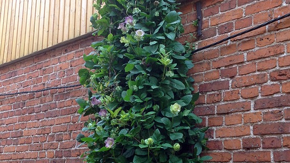 Noch blühende Glockenblume an der Hauswand © NDR Foto: Burkhard Klaus aus Grevesmühlen