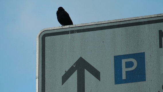 Amsel sitzt auf einem Parkplatz-Schild © NDR Foto: Marie Eckermann aus Schwerin