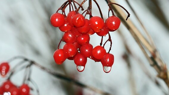 Beeren des Schneeball-Strauchs © NDR Foto: Renate Reinbothe aus Thurow