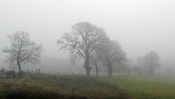 Nebel über einer Wiese © NDR Foto: Helmut Kuzina aus Wismar