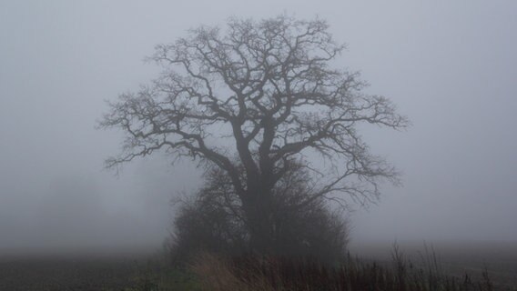 Baum im Nebel © NDR Foto: Klaus Deußing aus Roggendorf