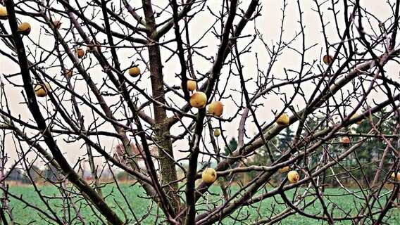 restliche Äpfel an einem Baum © NDR Foto: Arnold Prosch aus Schwerin