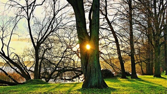 Sonne scheint durch ein Loch im Baum © NDR Foto: Arnold Prosch aus Schwerin