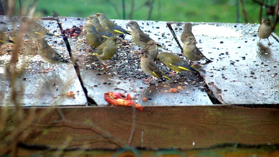 Grünfinken mit Futter © NDR Foto: Renate Reinbothe aus Thurow