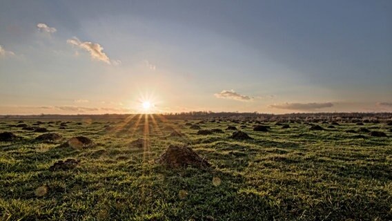 Die Sonne geht auf über einer Wiese mit vielen Maulwurfshügeln. © NDR Foto: Uwe Meyer aus Lübtheen