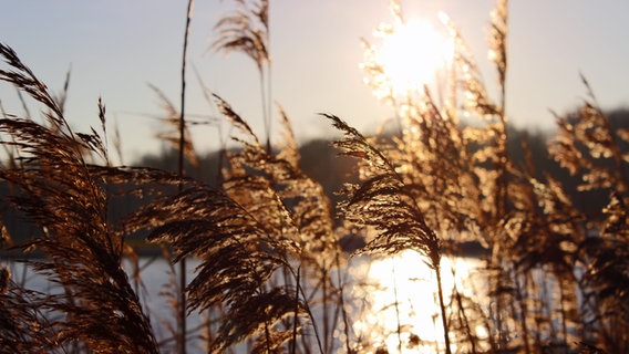 Schilf leuchtet golden in der Sonne © NDR Foto: Christina Scholz aus Konstanz