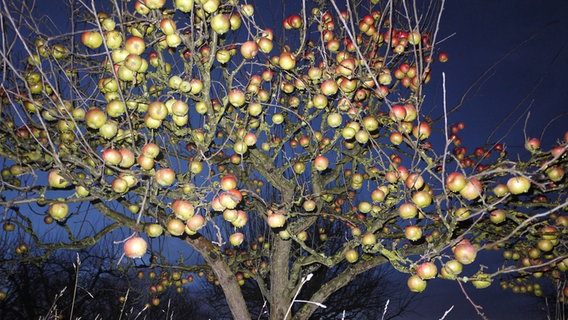 Ein Apfelbaum auf Poel hängt voller Äpfel © NDR Foto: Stephan Schulz aus Oertzenhof