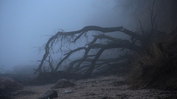Ein abgeknickter Baum im Nebel am Strand © NDR Foto: Karin Mußfeldt aus Dobbertin