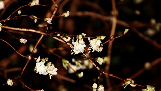 Blüten kommen aus Knospen © NDR Foto: Karin Schröder aus Mühlen Eichsen