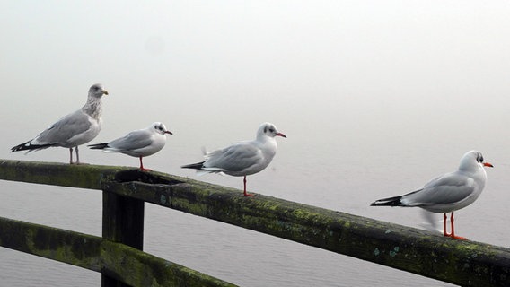 Vier Möwen auf einem Brückengeländer © NDR Foto: Helmut Kuzina aus Wismar