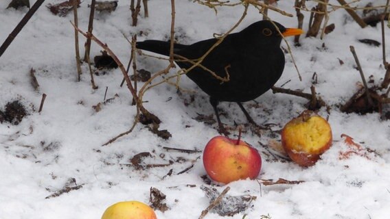 Amsel mit Apfel im winterlichen Garten © NDR Foto: Manfred Egerland aus Parchim