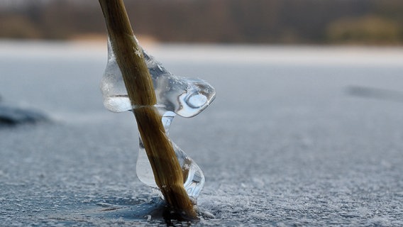 das Eis an einem Schilfrohr hat die Form eines Schuhs © NDR Foto: Manfred Seibke aus Dorf Ganzow