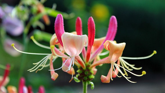 Blüten des Geißblattes © NDR Foto: Kurt Rux aus Sternberg