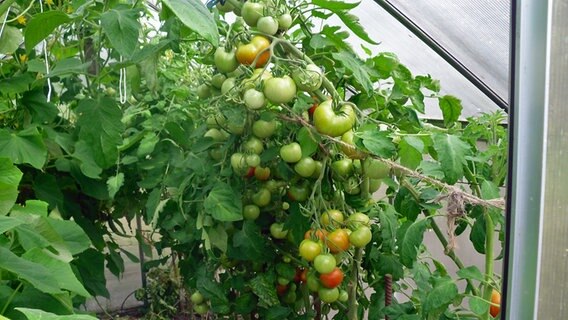 Unzählige noch grüne Tomaten an Stauden © NDR Foto: Erika Möller aus Grabow