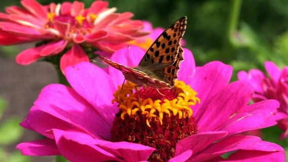Schmetterling auf einer Blüte © NDR Foto: Carolin Reincke aus Alt Zachun