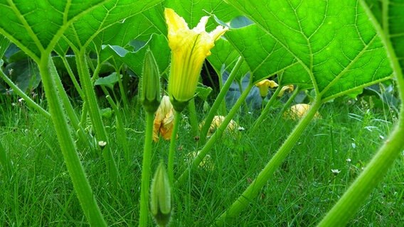 Kürbisblüte im Garten © NDR Foto: Frank Schilder aus Parchim