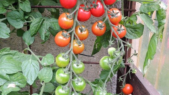 Tomatenstaude mit unterschiedlich reifen Tomaten © NDR Foto: Günter Skalei aus Rugensee