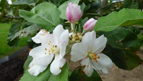 Apfelblüte der Sorte "Kaiser Wilhelm" im August © NDR Foto: Manfred Egerland aus Parchim