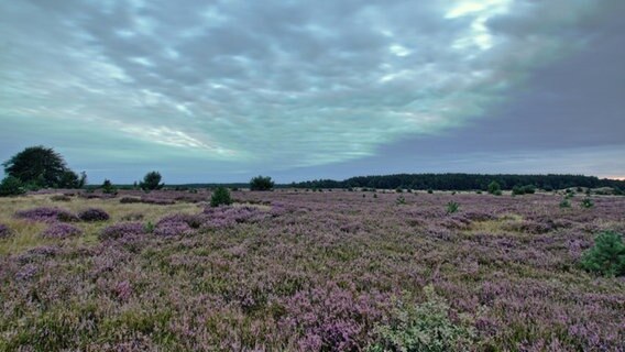 Blühende Heide nahe Lübtheen © NDR Foto: Uwe Meyer aus Lübtheen